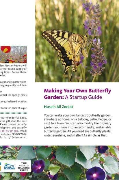 Making Your Own Butterfly Garden: A Startup Guide
