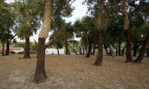 Enhancement of cork oak cultural landscape values in favour of local community development in Kroumirie Mogod, Tunisia | Alliance for Mediterranean Nature & Culture (AMNC)