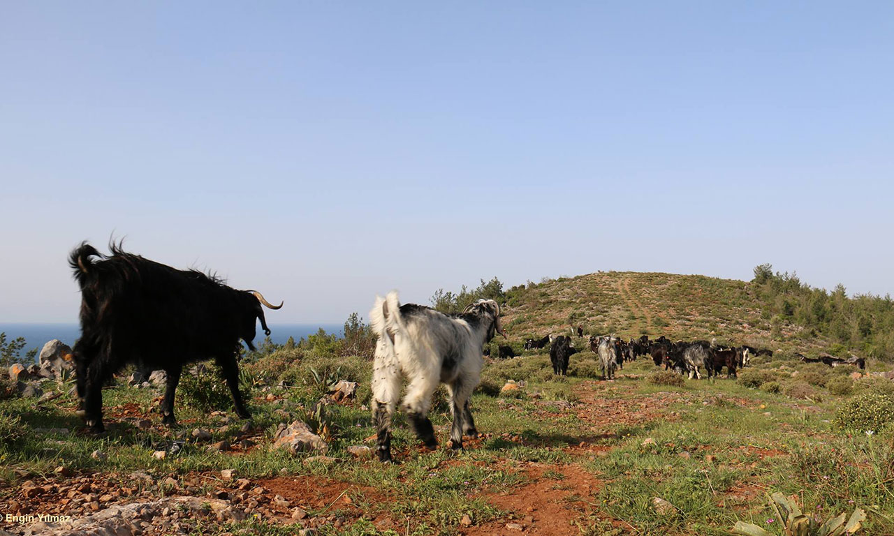 Biodiversity in Turkey, by Yolda Initiative | Mobile Pastoralism in Turkey